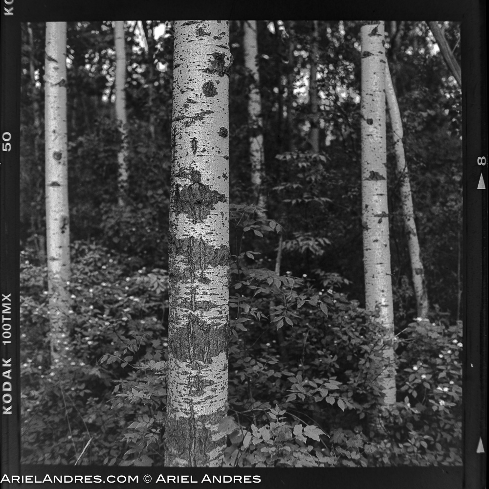 Birch Trees, Collingwood ON [Hasselblad 500C/M, 80mm Planar, TMX100, Ilfotec DD-X]